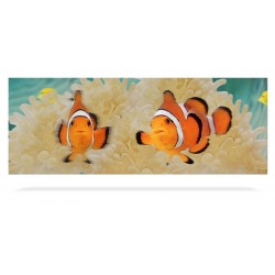 Clown Fish