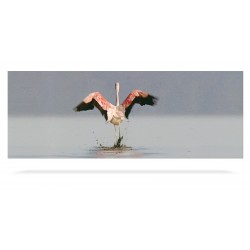 Flamant rose