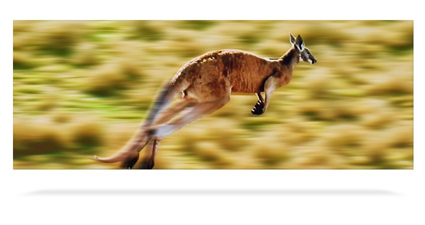 Kangaroo