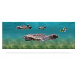 Sea Turtles