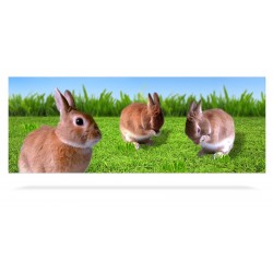 Rabbits Trio