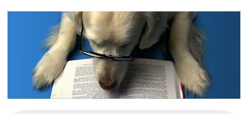 Dog Reading