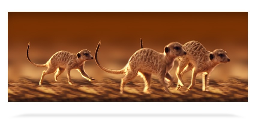 Meerkats