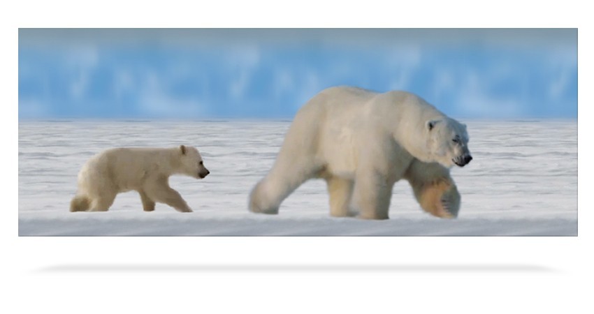 Polar Bear Family