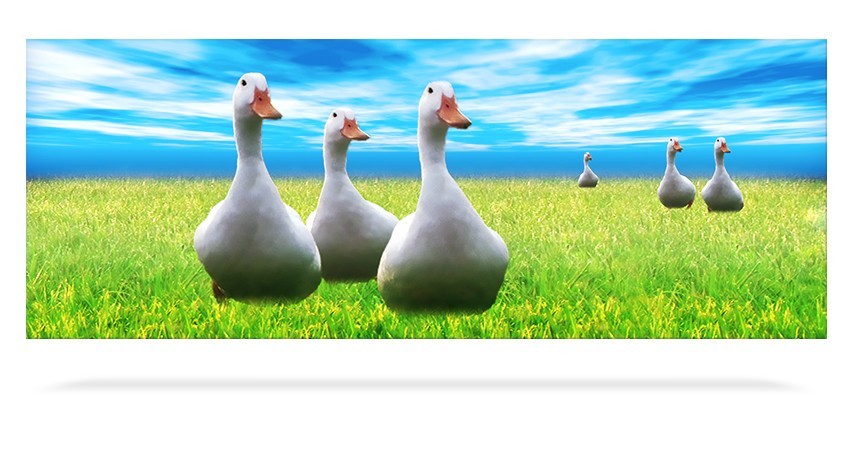 Geese