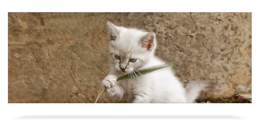 White Kitten