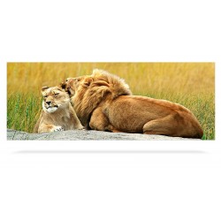 Lion Couple