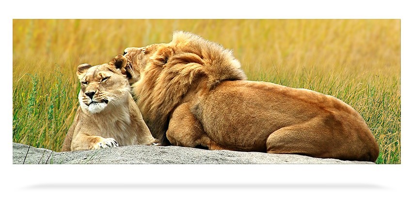 Lion Couple