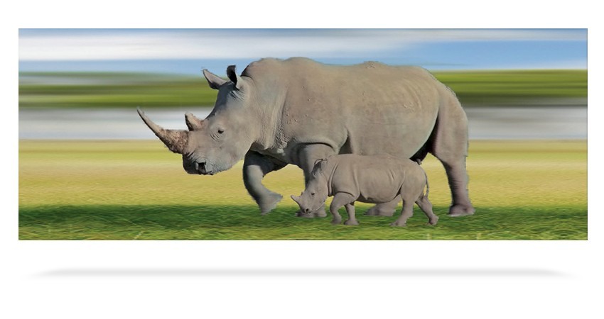 Rhinocéros