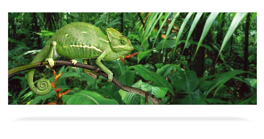 Caméléon