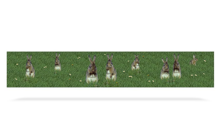 Rabbits