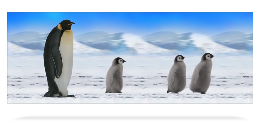 Emperor Penguins