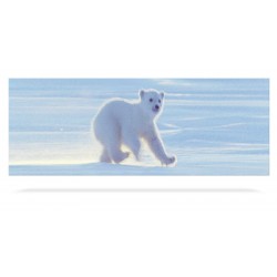 Polar Bear Cub