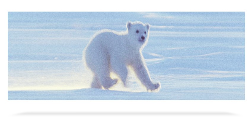 Polar Bear Cub