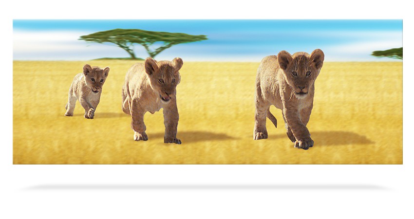 Lion Cubs