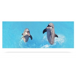 Dolphins