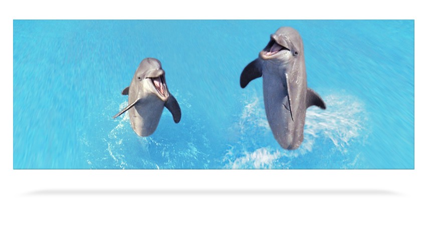 Dolphins