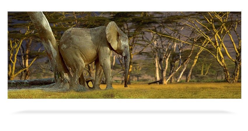 Elephant Scratching