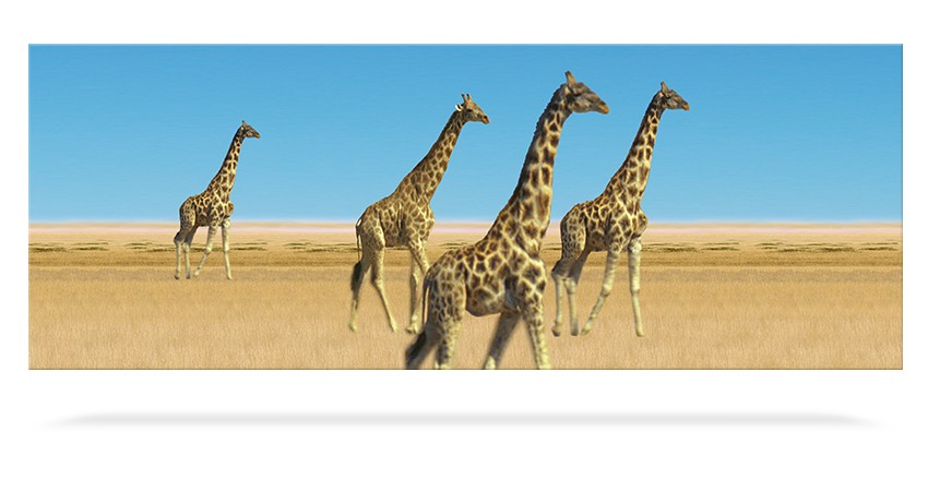 Girafes Famille