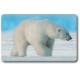 Card n°1 - POLAR BEAR