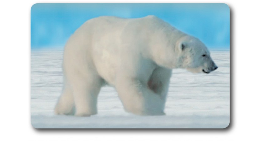 Card n°1 - POLAR BEAR