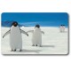 Card n°43 - ADELIE PENGUIN