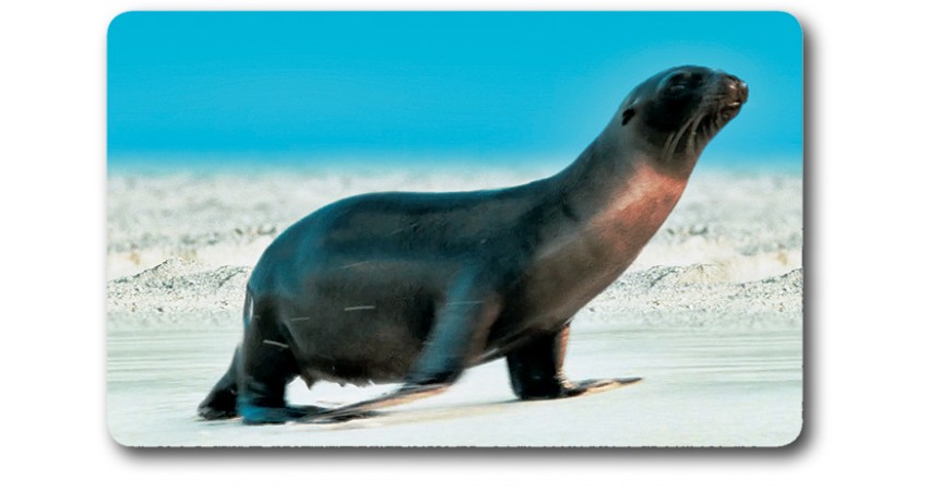 Card n°42 - SEA LION