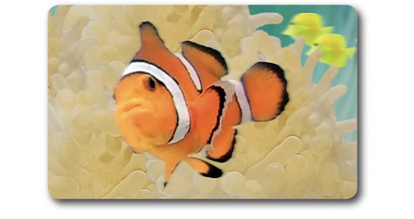 Card n°40 - CLOWN FISH