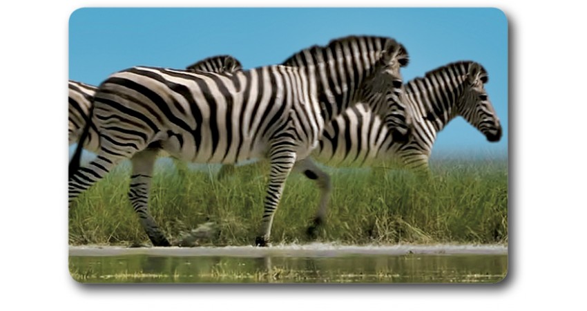 Card n°36 - ZEBRA