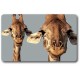 Carte n°32 - GIRAFE