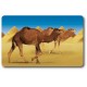 Card n°30 - DROMEDARY