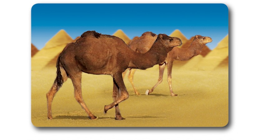 Card n°30 - DROMEDARY