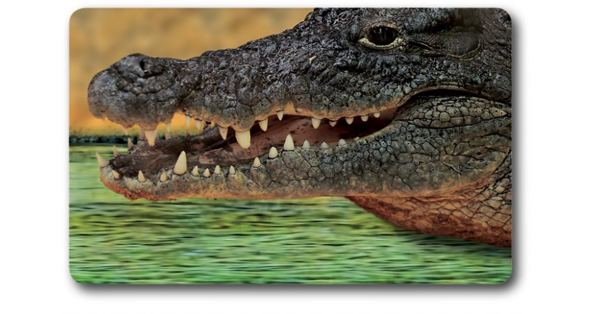 Carte n°29 - CROCODILE