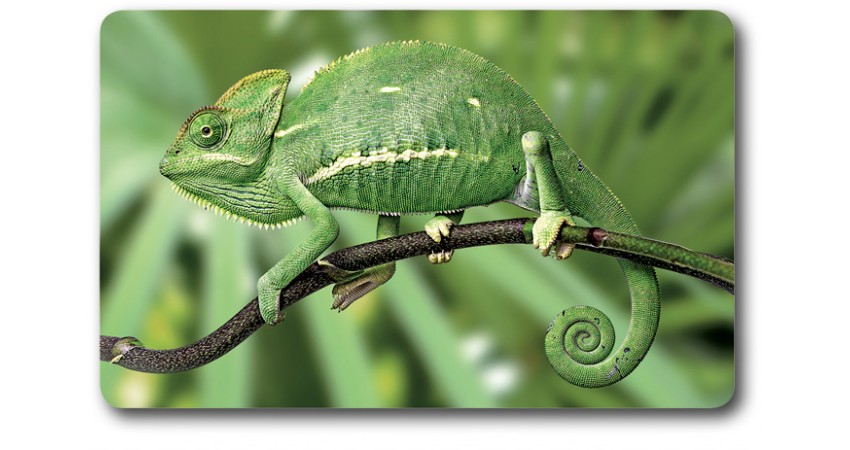 Card n°27 - CHAMELEON