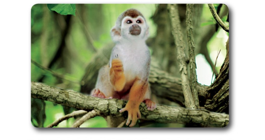 Card n°26 - SQUIRREL MONKEY