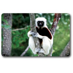 Card n°24 - COQUEREL SIFAKA