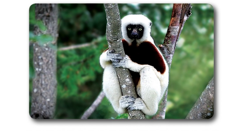 Card n°24 - COQUEREL SIFAKA