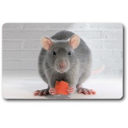 Card n°21 - RAT