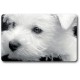 Carte n°16 - WEST HIGHLAND TERRIER