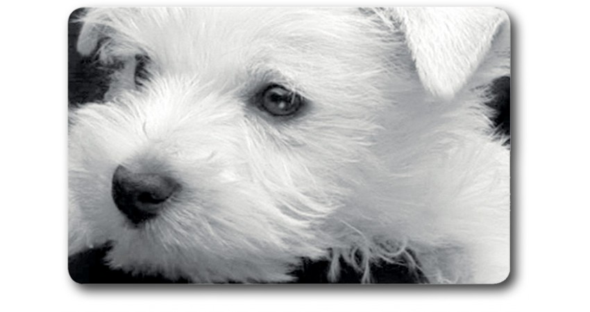 Carte n°16 - WEST HIGHLAND TERRIER