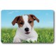 Card n°14 - JACK RUSSELL