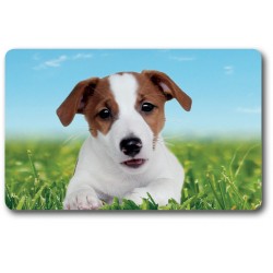 Carte n°14 - JACK RUSSELL