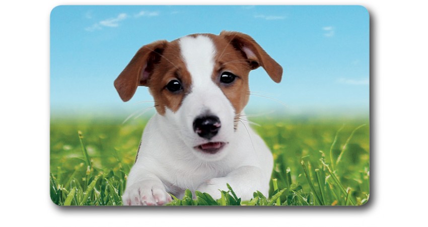 Card n°14 - JACK RUSSELL