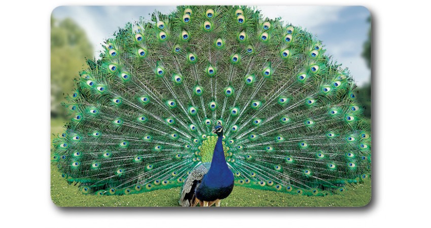 Card n°12 - PEACOCK