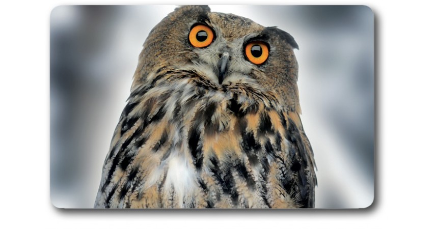 Carte n°10 - HIBOU GRAND DUC