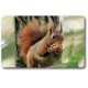 Card n°9 - RED SQUIRREL