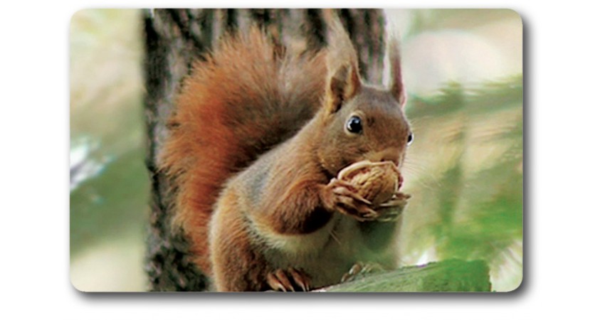 Card n°9 - RED SQUIRREL