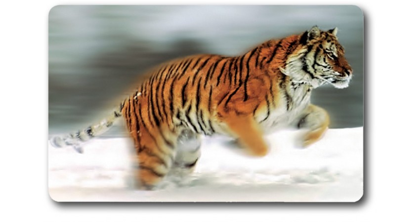 Card n°7 - SIBERIAN TIGER