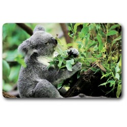 Carte n°4 - KOALA